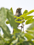 Savannah Sparrow 7993